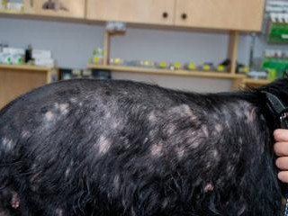探究狗狗球菌感染的症状及处理方法（狗狗球菌感染，了解症状与防治不容忽视）