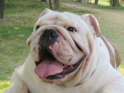 英国斗牛犬饲养全指南（从选购到训练，让你的爱宠健康快乐成长）