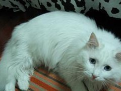 如何科学饲养山东狮子猫？（从喂养到清洁，一次性学会！）