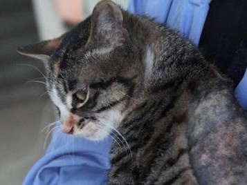 为什么不应该将流浪猫安乐死（保护流浪猫的责任与必要性）