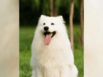不会咬人的犬种有哪些？（探究犬种是否会咬人的原因及特点）