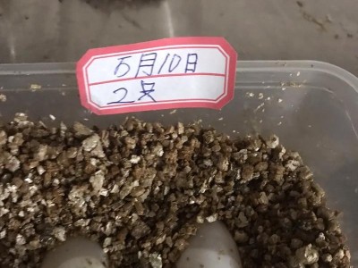 小乌龟孵化的时间是多久？（探究小乌龟孵化所需的时间和关键因素）