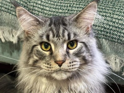 猫的外貌特点与魅力剖析（探寻猫咪身上的迷人特质）