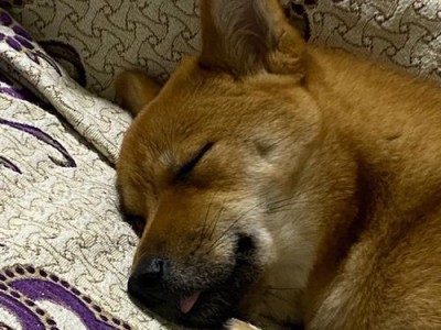 狗狗睡觉咬舌头？这是为什么！（探究狗狗睡觉咬舌头的原因和应对方法）