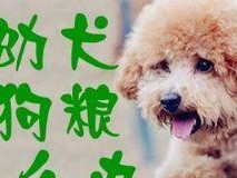 幼犬不吃狗粮该怎么办