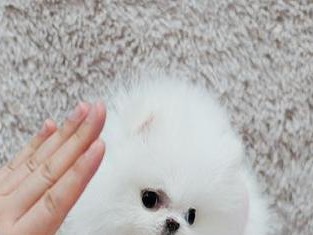 魏玛犬不吃狗粮之原因及解决方法（探究魏玛犬不吃狗粮的常见原因以及针对性解决方法）