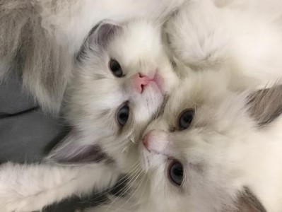 小猫刚断奶如何喂养？（以爱心和耐心呵护你的小猫，让它们茁壮成长！）