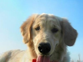 云南白药治疗狗狗疾病的奇妙效果（以宠物为主，让你的爱犬健康快乐）