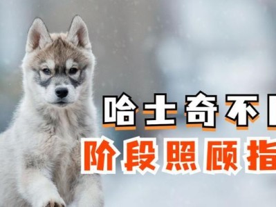 科学照顾哈士奇的注意事项（如何养护你的哈士奇，让它健康快乐？）