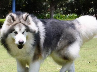 阿拉斯加犬饲养人数减少的原因及其缺点解析（探究养阿拉斯加犬人数减少的原因，并深入分析其犬种特点）