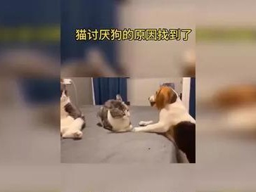 猫狗眼中的讨厌事物（探寻它们内心的不满与厌恶）
