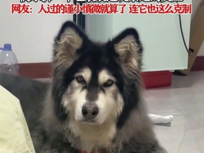 以阿拉斯加为宠物（比较五个方面，探讨哪种性别的阿拉斯加犬更适合作为宠物。）