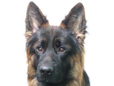 德国牧羊犬的怀孕征兆与再次怀孕时间（探寻德国牧羊犬的生育周期和繁殖特征）