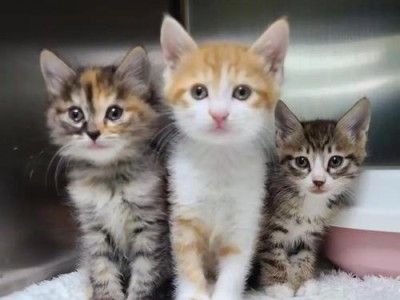 给小猫起什么名字？（寻找独特且符合个性的猫名字）