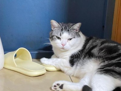 宠物猫界“懒胖五虎将”排行榜（探寻宠物猫界最懒最胖的五种猫咪，你家的猫咪上榜了吗？）