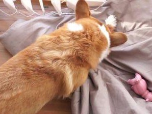 如何为宠物柯基犬自行注射药物(宠物主人必备的注射技能)