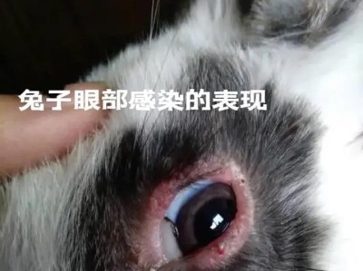 兔子传染人疾病（探究兔子能传染给人的疾病及预防措施）