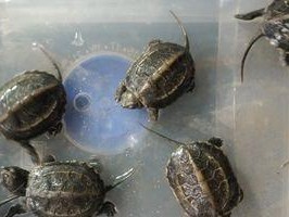 花面蟾龟的饲养全指南（宠物爱好者必知的饲养方法，保证健康快乐成长）