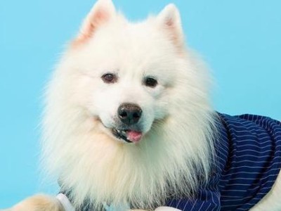 萨摩耶犬——天生的快乐使者（探秘萨摩耶犬的个性与特点）