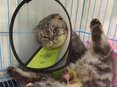 如何让宠物猫咪拥有健康的膀胱？（掌握猫咪膀胱位置图，预防猫咪膀胱问题）