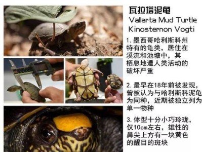 白唇吊的饲养方法（打造健康快乐的白唇吊养殖环境）