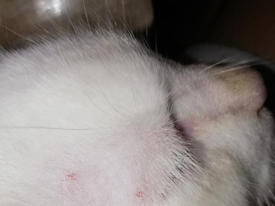 猫的眼睛为什么是红的？（探究猫眼中的红光现象）