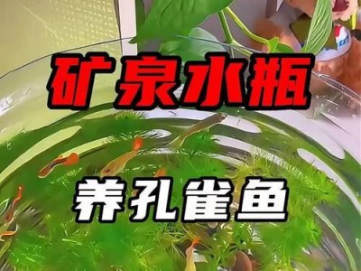 家养孔雀鱼的喂食秘籍（科学饲养，让孔雀鱼健康成长）