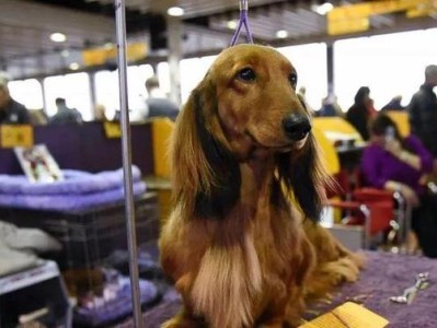 如何正确运用口令训练腊肠犬(从宠物的角度出发,培养良好的口令训练方式)