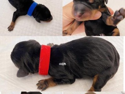 如何帮助迷你杜宾犬治疗皮肤病（以宠物为主，了解如何预防和治疗迷你杜宾犬的皮肤病）