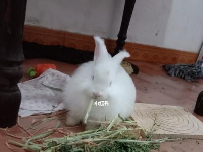 全面掌握饲养大麦丁兔的要点和技巧，让它健康成长（全面掌握饲养大麦丁兔的要点和技巧，让它健康成长）