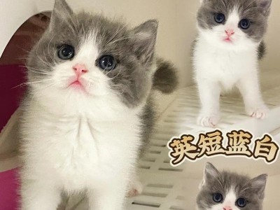 养一只英短猫究竟需要多少钱？（月均300元是否足够养一只英短猫？）
