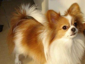 如何让你的赛级蝴蝶犬美容养护？（学会正确的洗澡、修剪和护理，让你的宠物更加可爱和健康。）