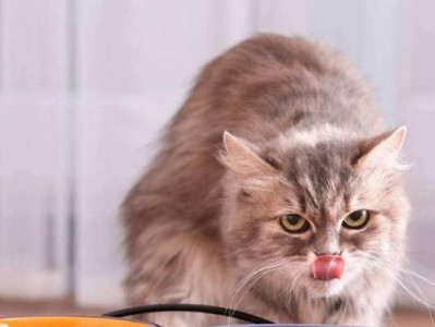 猫绝不能吃狗粮（探究为何猫不能吃狗粮及对猫健康的影响）