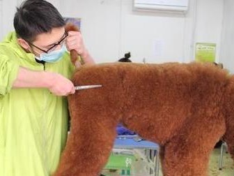 如何正确给贵宾剪毛？（宠物主人必看的剪毛技巧）