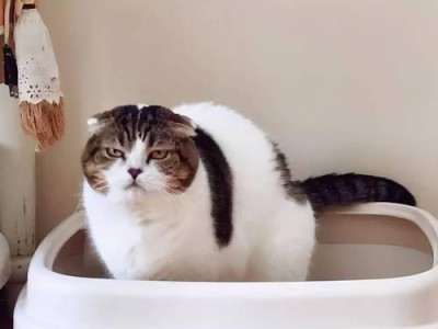 如何给宠物猫治疗发烧和颤抖？（小猫发烧颤抖怎么办？药物治疗、日常护理及营养补给详解）