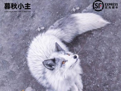 探秘宠物狐狸的多样品种（了解不同品种的宠物狐狸，打造与众不同的陪伴生活）
