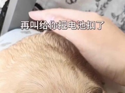 荷兰猪叫声的奥秘（探寻荷兰猪叫声背后的意义与传达信息）