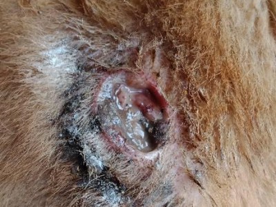 狗前腿折了多久能康复？（狗前腿折断的康复时间和关键因素是什么？）