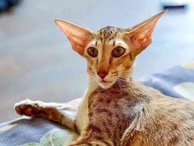 东方短毛猫的饲养方法（打造宠物天堂，让猫咪健康快乐生活）