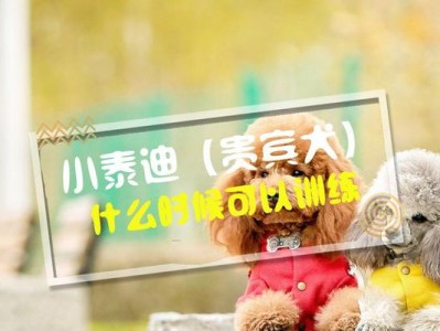 以泰迪摔了，怎么办？（关于泰迪摔倒后的紧急处理与预防措施）