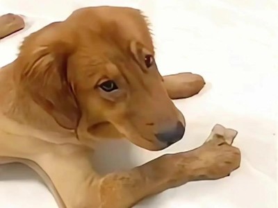 金毛犬的适量判断标准及标准体重（了解金毛犬的理想体重和健康评估标准）
