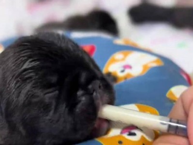 喂养法斗幼犬的注意事项——打造健康成长（幼犬喂养，关注细节，呵护宝贝成长）