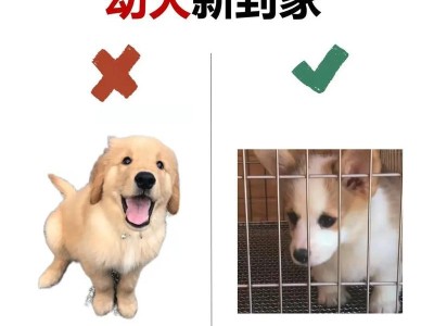 幼犬萨摩耶为什么不排便？（探究幼犬萨摩耶不排便的原因及解决方法）