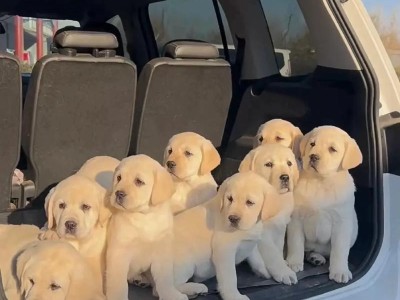掌握拉布拉多幼犬喂养的常识（培养健康的拉布拉多幼犬，从正确喂养开始）