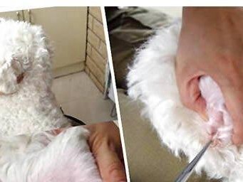 给狗狗拔耳毛，有必要吗？（解析拔耳毛的利与弊，守护宠物健康。）