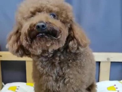 如何防治泰迪犬“放屁”次数多（减少宠物放屁次数的方法和技巧）