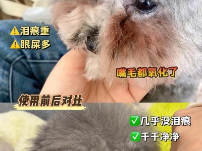 如何有效清除狗狗眼角的多余眼屎（药物治疗是关键，选择合适的眼药水）