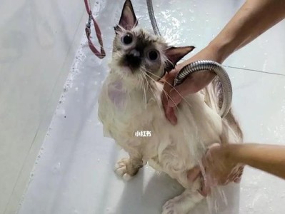 小猫咪的第一次洗澡（给宠物洗澡的注意事项）