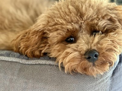 泰迪犬的价格及体型影响因素（探究不同体型泰迪犬的价格差异与市场需求）