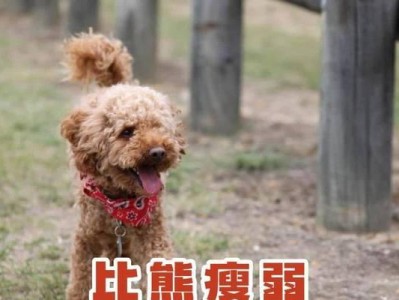 六个月大的贵宾犬应该吃什么？（了解适合六个月大贵宾犬的饮食需求）